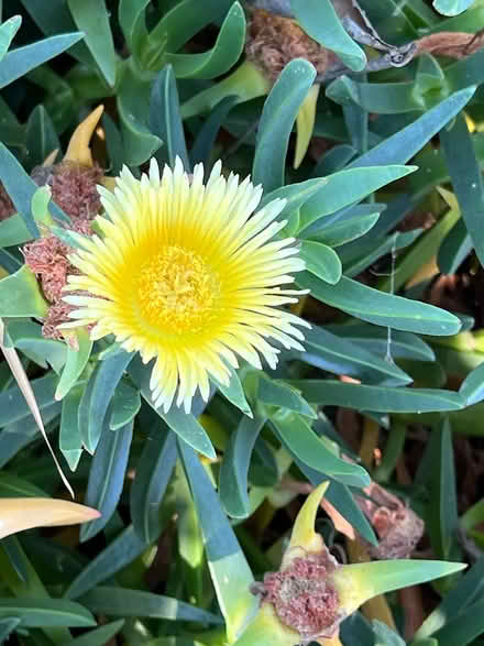 Photo of free Ice plant Cuttings (Near De Anza College) #1