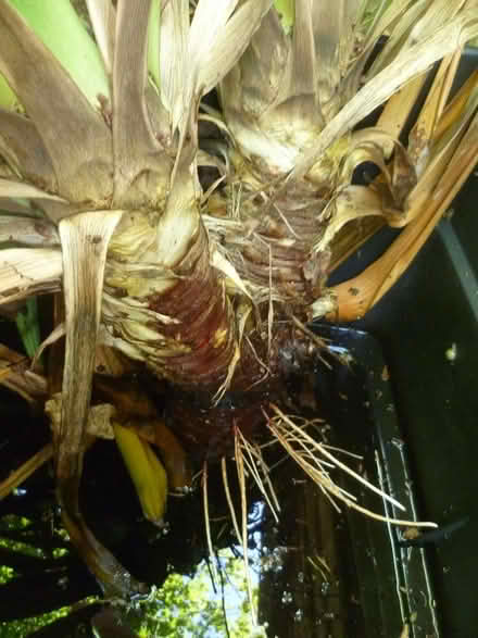 Photo of free yucca plants (Runcton PO20) #1