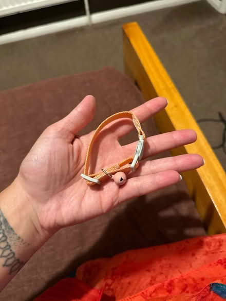 Photo of free Pink Kitten collar, never used (Highams Park) #3