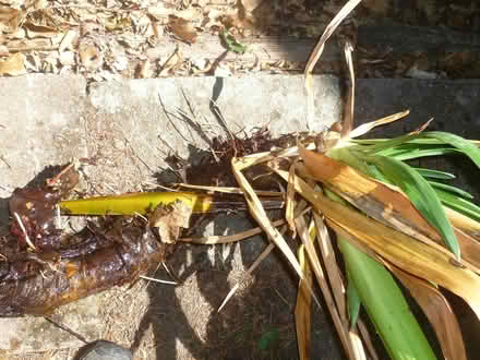 Photo of free yucca plants (Runcton PO20) #2