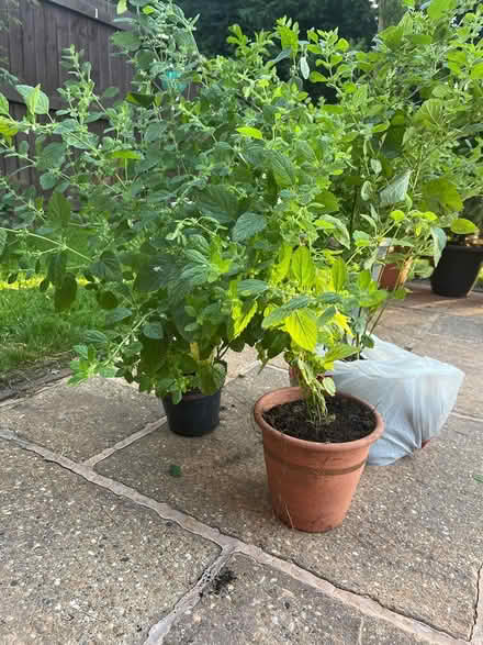 Photo of free Lemon balm plants (CH43) #1