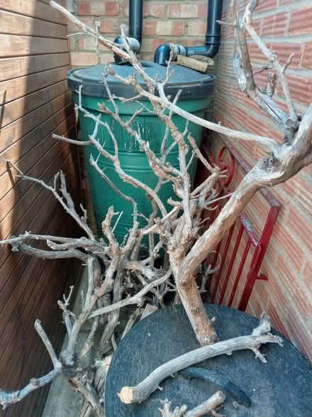 Photo of free Apple tree branches (Elstow MK42) #1