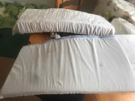 Photo of free Cats or dogs rescue (South oxhey WD19) #3