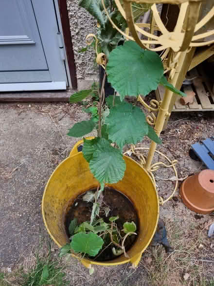 Photo of free Trees (not sure which types) (HA0) #1