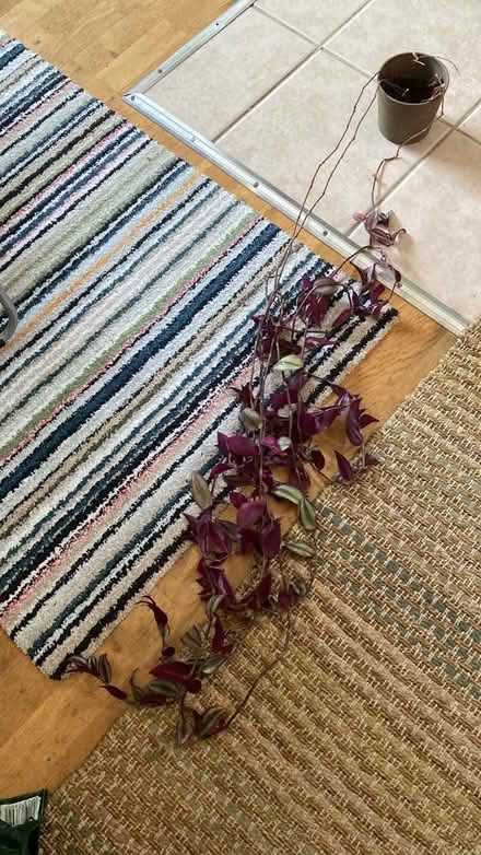 Photo of free Tradescantia zebrina Plant (hornsey N8) #1