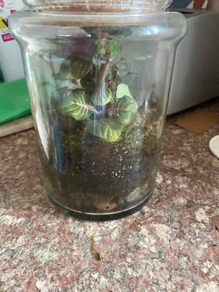 Photo of free Terrrarium (Chilwell NG9) #1