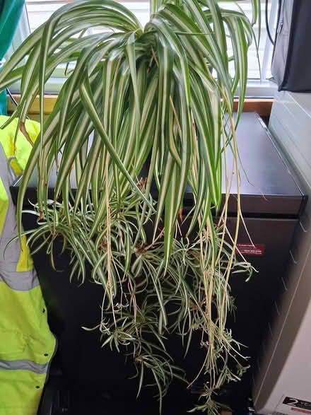 Photo of free large spider plant (Wellington) #1
