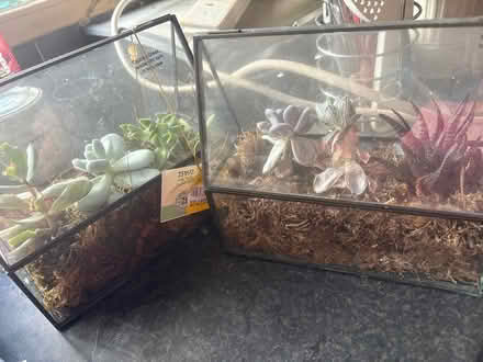 Photo of free 2 terraniums (B45) #1