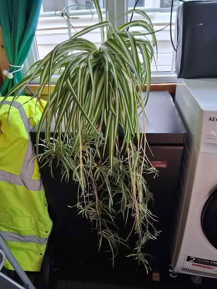 Photo of free large spider plant (Wellington) #2