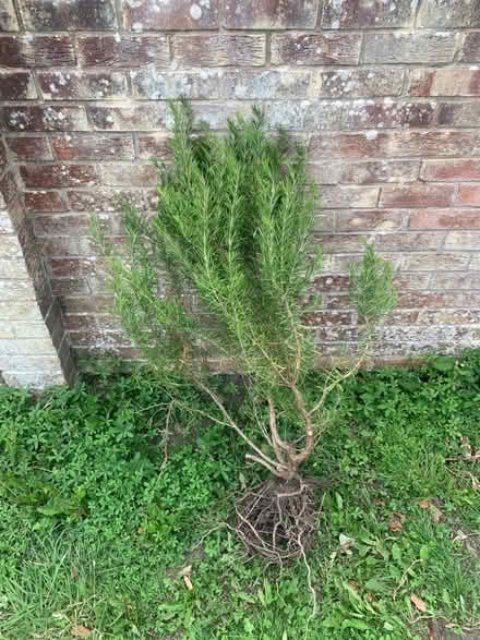 Photo of free Rosemary Plant (Cosham PO6) #1