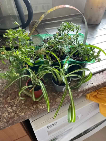 Photo of free Plants (Chilwell NG9) #1
