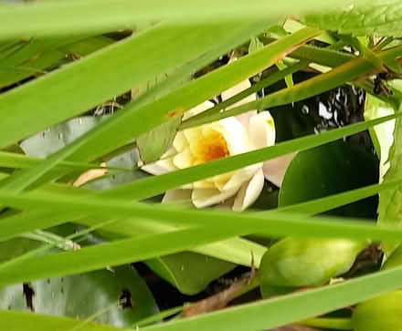 Photo of free Healthy Pond plants (North Leverton) #2