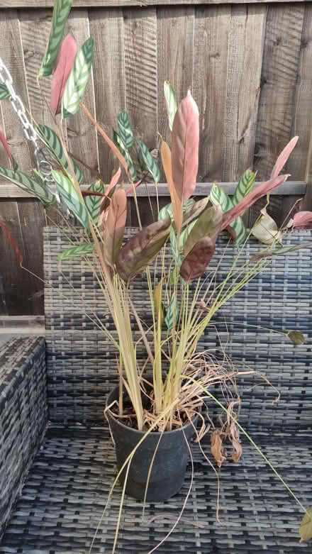 Photo of free Large Prayer plant for indoor (Chislehurst BR7) #1