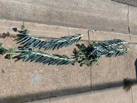 Photo of free CURB ALERT - Succulents (Hawthorne) #1