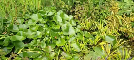 Photo of free Healthy Pond plants (North Leverton) #1