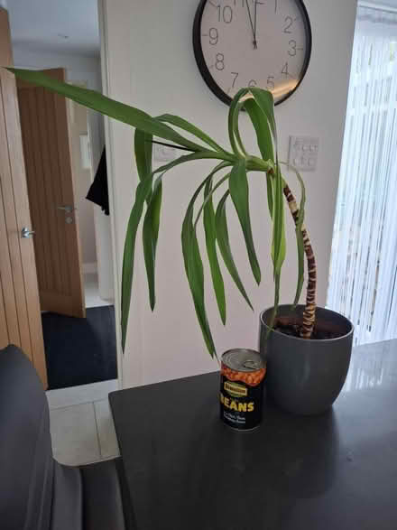 Photo of free Houseplants in need of TLC (BA2) #1