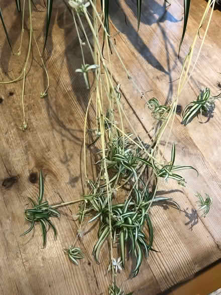 Photo of free Spider plant babies (Odd Down) #1