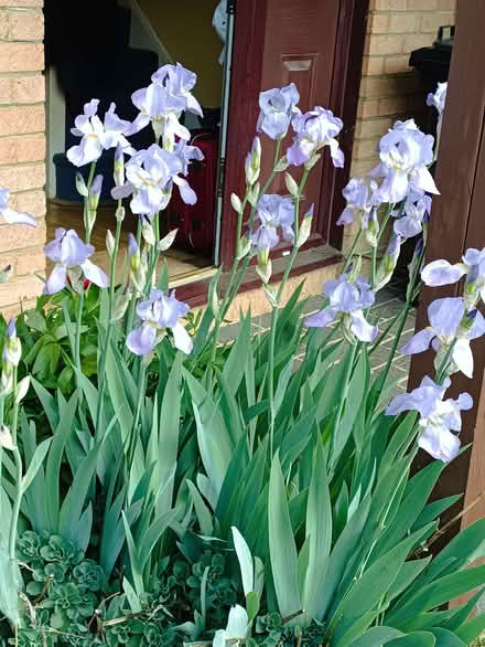 Photo of free Iris plant/roots (Fords Farm RG31) #1