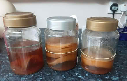 Photo of free Kombucha starters (Kington HR5) #1