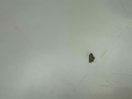 Photo of free Table and chairs (Sw4 7uz) #3