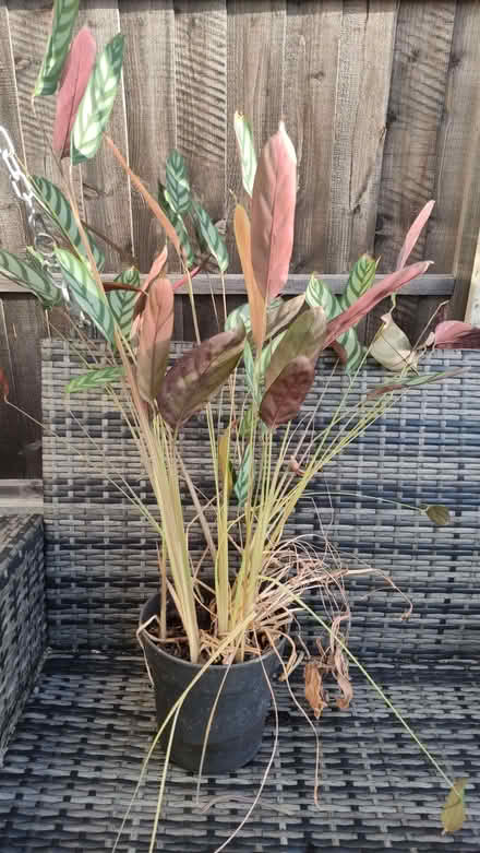 Photo of free Large Prayer plant for indoor (Chislehurst BR7) #2