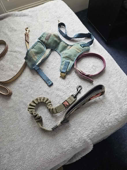 Photo of free Dogs Leads (CT11) #1