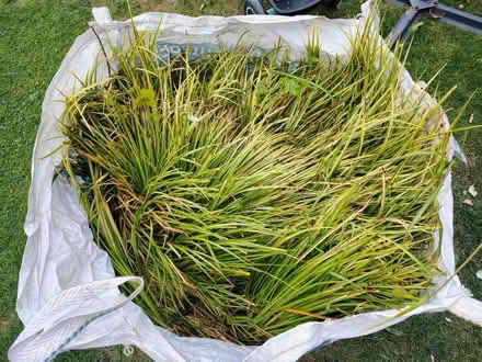 Photo of free Huge Pond Plant (CM11) #1