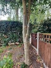 Photo of free Tree trunk (New Catton NR3) #1