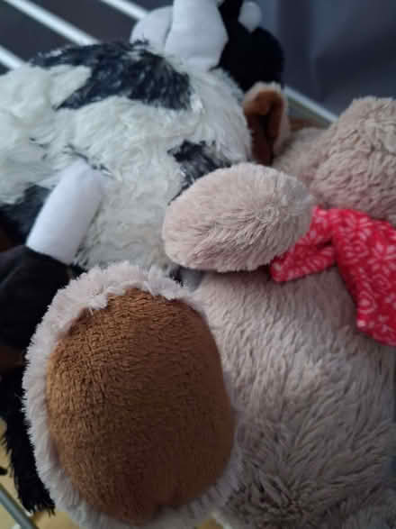 Photo of free Dog stuff (High Brooms TN4) #2