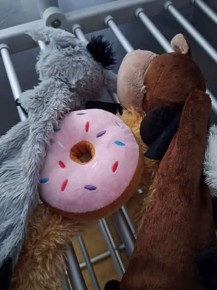 Photo of free Dog stuff (High Brooms TN4) #1