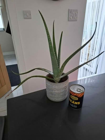 Photo of free Houseplants in need of TLC (BA2) #2