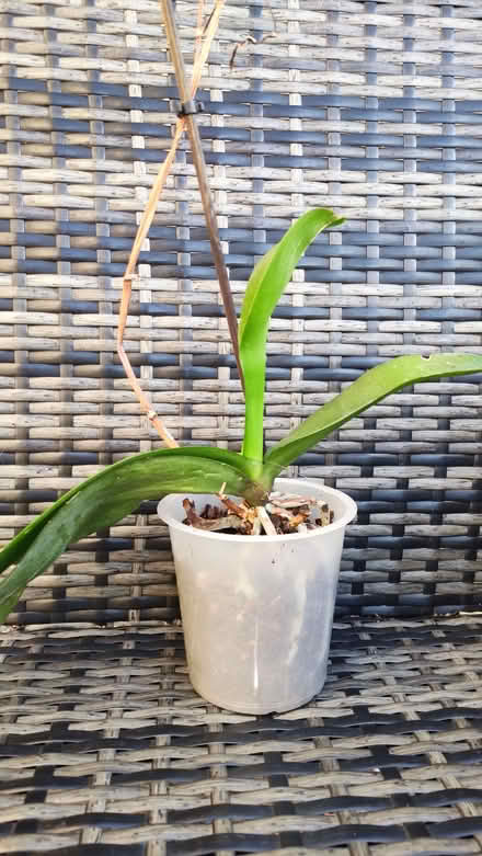 Photo of free Orchid plant (Chislehurst BR7) #1