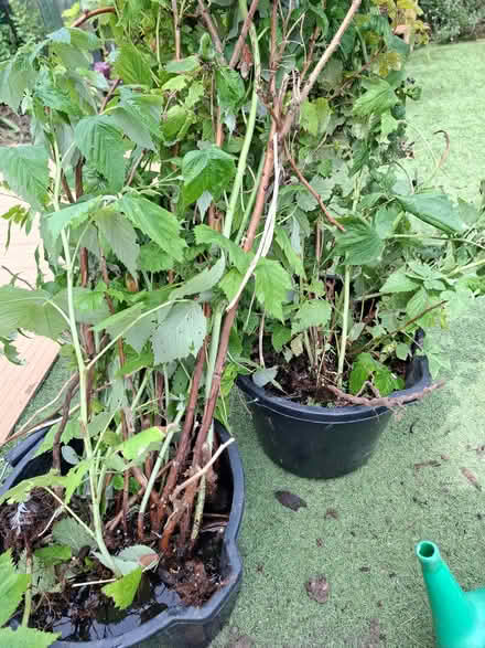 Photo of free Raspberry Plants (Seaside BN23) #1