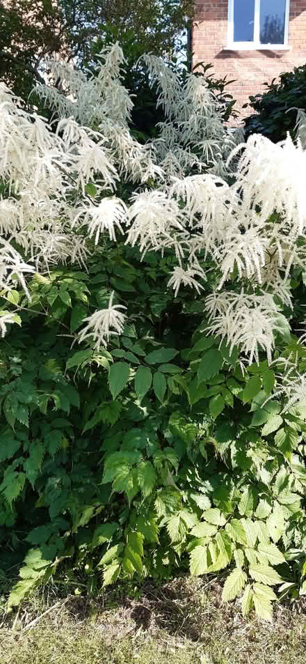Photo of free Aruncus (perennial plant) (Ormskirk L39) #1