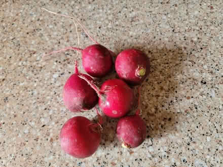 Photo of free 6 radishes (West 7th) #1