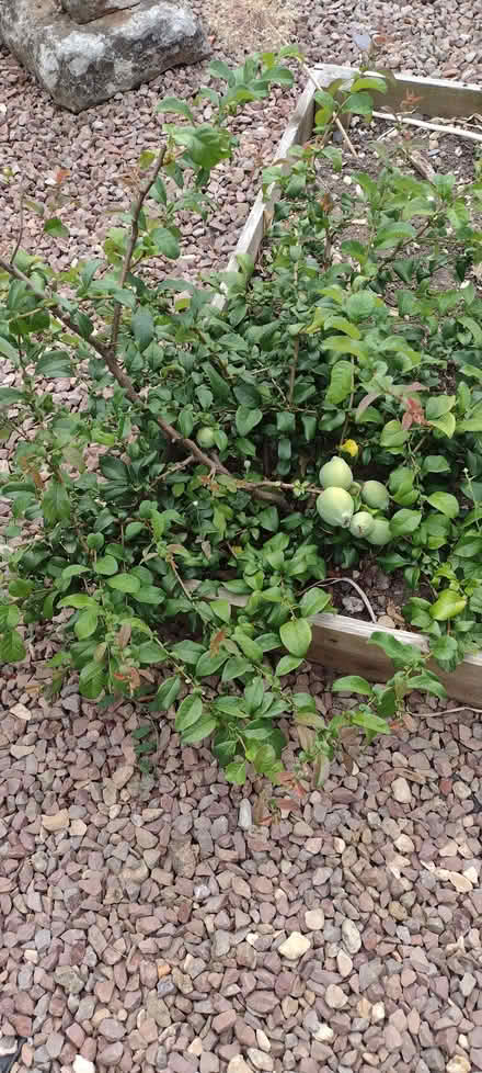 Photo of free Chaenomeles non edible plant (Sherrard's Green WR14) #1