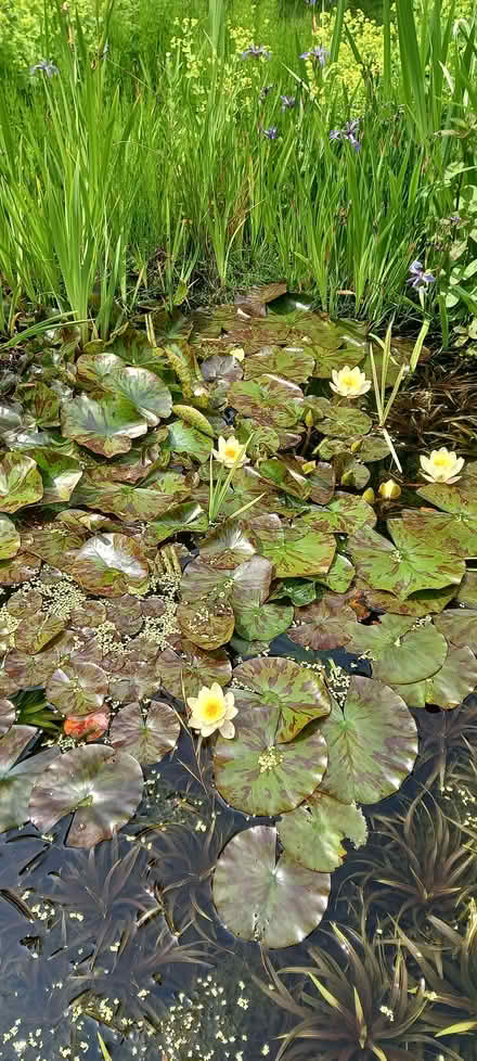 Photo of free Healthy Pond plants (North Leverton) #3