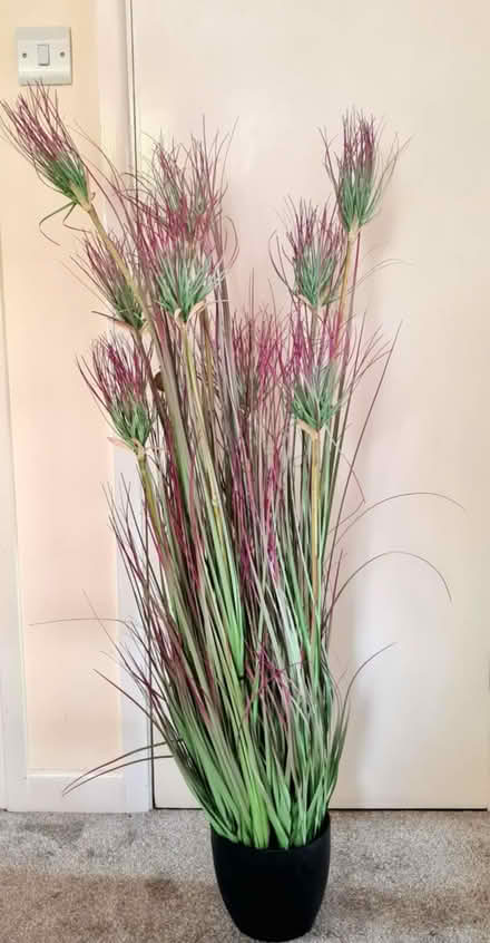 Photo of free Tall fake papyrus plant (Purbrook) #1