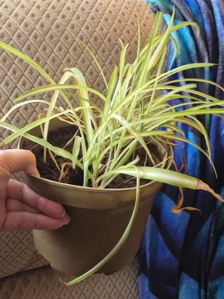Photo of free 2 spider plants (Morecambe LA4) #1