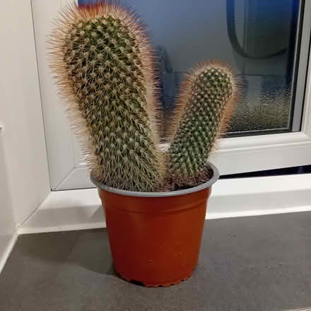 Photo of free Cactus plant (Hoddesdon EN11) #1