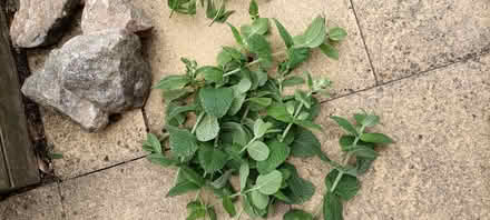 Photo of free Freshly cut mint. (Little Stoke ST15) #1
