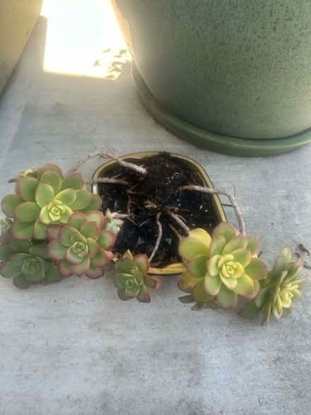 Photo of free Succlent needs new home (95129) #1