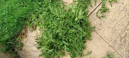 Photo of free Freshly cut mint. (Little Stoke ST15) #2