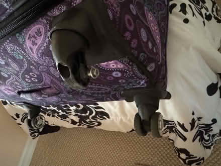 Photo of free Large Luggage (Palm Beach Rd, Stuart) #3