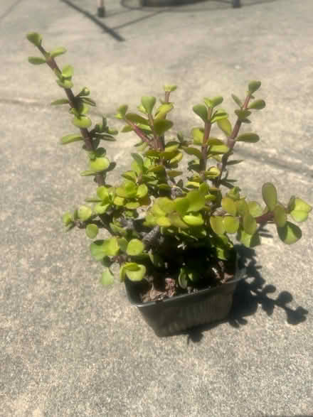Photo of free Elephant Bush Plant (95129) #1