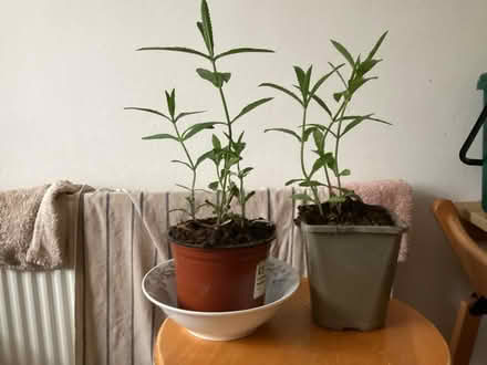 Photo of free Verbena bonariensis (BN1) #1