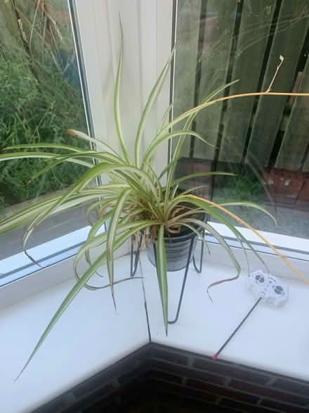 Photo of free Spider plant (North walbottle NE5) #1