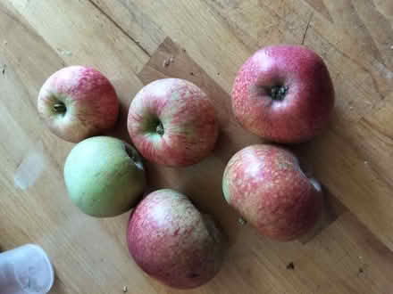 Photo of free Lots of Apples (Cotham BS6) #1