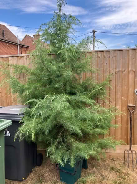 Photo of free Spruce Tree (hungerford rg17 0aw) #1