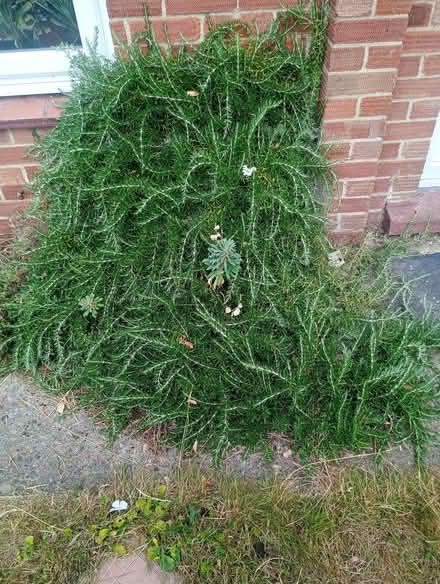 Photo of free Plants (Sutton Courtenay OX14) #2